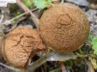 Inocybe dulcamara Sandheden, Klagshamns udde, Malmö, Skåne, Sweden 20230529_0072