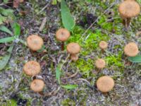 Inocybe dulcamara Sandheden, Klagshamns udde, Malmö, Skåne, Sweden 20231010_0066