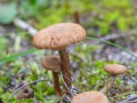 Inocybe dulcamara Sandheden, Klagshamns udde, Malmö, Skåne, Sweden 20231010_0067