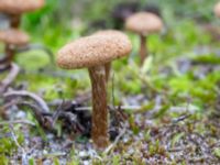 Inocybe dulcamara Sandheden, Klagshamns udde, Malmö, Skåne, Sweden 20231010_0068