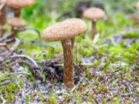 Inocybe dulcamara Sandheden, Klagshamns udde, Malmö, Skåne, Sweden 20231010_0069