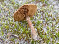 Inocybe dulcamara Sandheden, Klagshamns udde, Malmö, Skåne, Sweden 20231010_0070