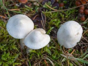 Inocybe geophylla - Earthy Inocybe - Sidentråding