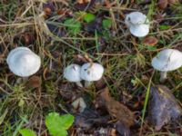 Inocybe geophylla Ädelgransplanteringen, Toarp, Malmö, Skåne, Sweden 20231113_0001