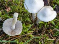 Inocybe geophylla Ädelgransplanteringen, Toarp, Malmö, Skåne, Sweden 20231113_0003