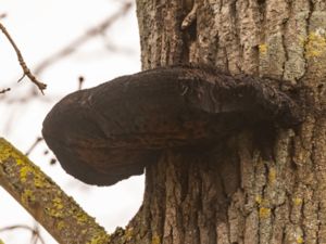 Inonotus hispidus - Shaggy Bracket - Pälsticka