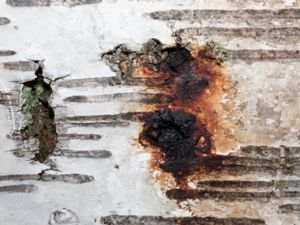 Inonotus obliquus - Chaga Mushroom - Sprängticka