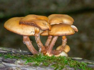 Kuehneromyces mutabilis - Sheathed Woodtuft - Föränderlig tofsskivling