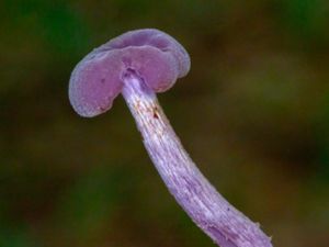 Laccaria amethystina - Amethyst Deceiver - Ametistskivling