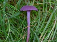 Laccaria amethystina Ädelgransplanteringen, Toarp, Malmö, Skåne, Sweden 20231028_0054