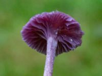 Laccaria amethystina Ädelgransplanteringen, Toarp, Malmö, Skåne, Sweden 20231028_0055