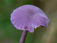 Laccaria amethystina Ädelgransplanteringen, Toarp, Malmö, Skåne, Sweden 20231028_0057