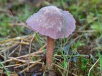 Laccaria amethystina Ädelgransplanteringen, Toarp, Malmö, Skåne, Sweden 20231113_0023