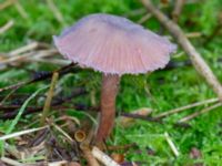 Laccaria amethystina Ädelgransplanteringen, Toarp, Malmö, Skåne, Sweden 20231113_0024