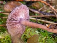 Laccaria amethystina Ädelgransplanteringen, Toarp, Malmö, Skåne, Sweden 20231113_0025