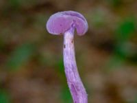 Laccaria amethystina Linnebjers naturreservat, Södra Sandby, Lund, Skåne, Sweden 20230805_0126