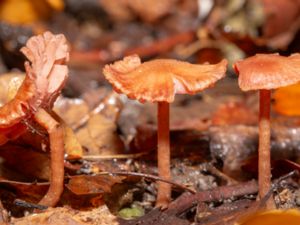 Laccaria laccata - Deceiver - Laxskivling