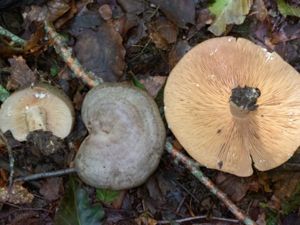 Lactarius circellatus - Avenboksriska