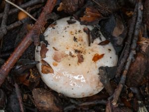 Lactarius pallidus - Pale Milkcap - Blekriska