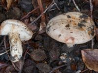 Lactarius pallidus Östra kyrkogården, Malmö, Skåne, Sweden 20230801_0033