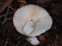 Lactarius pallidus Östra kyrkogården, Malmö, Skåne, Sweden 20230801_0041