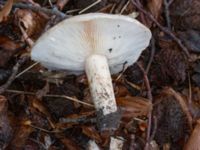 Lactarius piperatus Östra kyrkogården, Malmö, Skåne, Sweden 20230801_0055