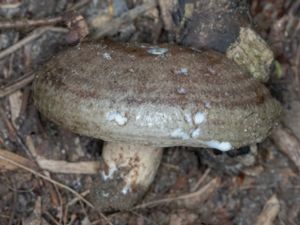 Lactarius pyrogalus - Fiery Milkcap Mushroom - Hasselriska