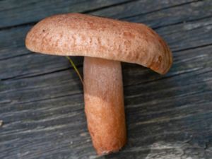 Lactarius quietus - Oakbug Milkcap - Ekriska