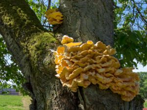 Laetiporus sulphureus - Crab-of-the-woods - Svavelticka