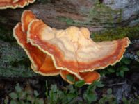 Laetiporus sulphureus Havgårdsnäs, Hässleholm, Skåne, Sweden 20180826_0066