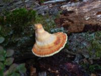 Laetiporus sulphureus Havgårdsnäs, Hässleholm, Skåne, Sweden 20180826_0067