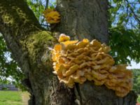 Laetiporus sulphureus Skånes djurpark, Höör, Skåne, Sweden 20140609_0122