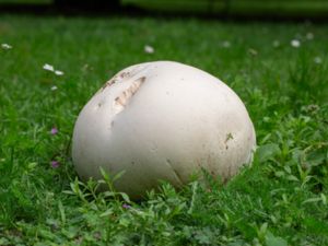 Langermannia gigantea - Giant Puffball - Jätteröksvamp