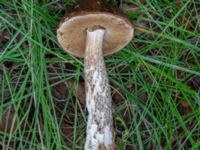 Leccinum scabrum Lokstallarna, Malmö, Skåne, Sweden 20230729_0007