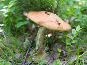 Leccinum versipelle - Orange Birch Bolete - Tegelsopp