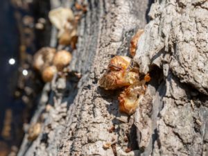 Lentinus tigrinus - Tigermussling