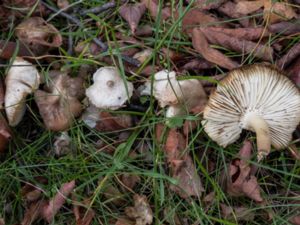 Lepiota cristata - Stinking Dapperling - Syrlig fjällskivling