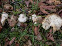 Lepiota cristata Potatisåkern, Malmö, Skåne, Sweden 20211105_IMG_6603