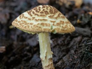 Lepiota magnispora - Yellowfoot Dapperling - Gulflockig fjällskivling