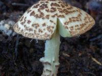 Lepiota magnispora Potatisåkern 93 C, Malmö, Skåne, Sweden 20230819_0006