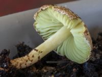 Lepiota magnispora Potatisåkern 93 C, Malmö, Skåne, Sweden 20230819_0010