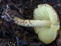 Lepiota magnispora Potatisåkern 93 C, Malmö, Skåne, Sweden 20230819_0011