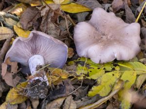 Lepista nuda - Wood Blewit - Blåmusseron