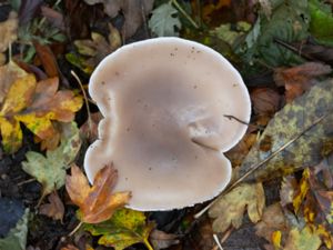 Lepista saeva - Field Blewit - Höstmusseron