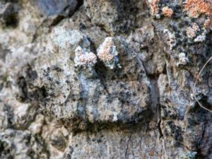 Lophium mytilinum - Musselsprickling