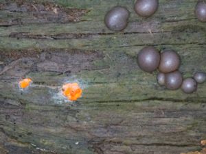 Lycogala epidendrum - Wolf's Milk - Vargmjölk