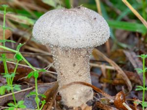 Lycoperdon excipuliforme - Pestle Puffball - Långfotad röksvamp