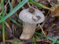 Lycoperdon excipuliforme Eket, Toarp, Malmö, Skåne, Sweden 20231113_0121