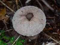 Lycoperdon excipuliforme Eket, Toarp, Malmö, Skåne, Sweden 20231113_0124