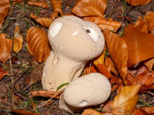 Lycoperdon perlatum - Common Puffball - Vårtig röksvamp